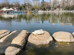 -莲湖公园