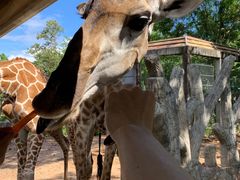 -清迈夜间动物园