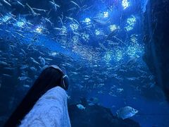 -海合安成都极地海洋公园