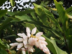 -广西壮族自治区药用植物园