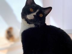 -米宠家·撸猫猫咖小萌宠·猫咪洗澡·猫咪寄养(高新大都荟店)