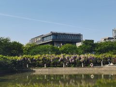 -嘉定紫藤园