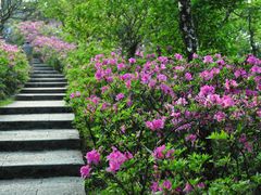 -梧桐山风景名胜区