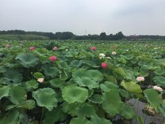 -荷塘月色湿地公园·向阳花洲