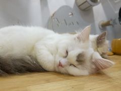 -楼上猫咖(罗湖店)