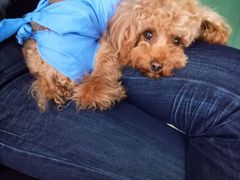 -康旭宠物医院(郑州总院)