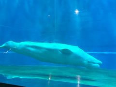 -芜湖新华联大白鲸海洋公园