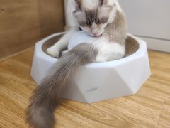 -啵啵喵·猫咖(攀华国际店)