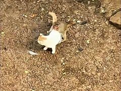 -昆明动物园