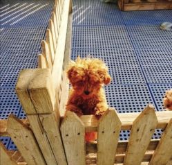 -萌宠亲子动物乐园(槐房万达店)