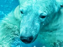 -泉城欧乐堡海洋极地世界