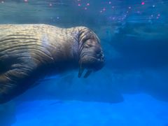 -海合安青岛极地海洋公园