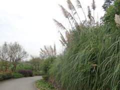 -白鹭湾湿地公园