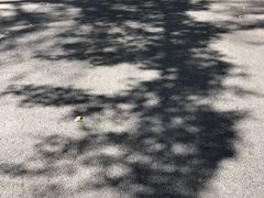 -三里屯东五街银杏大道