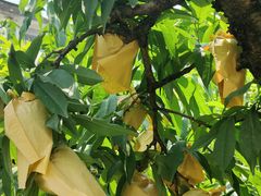 -老袁家蜜桃农场·阳山水蜜桃