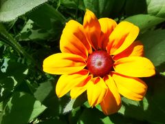 -大兴滨河森林公园