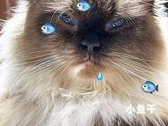 -藏猫猫咖啡主题馆(中央大道店)