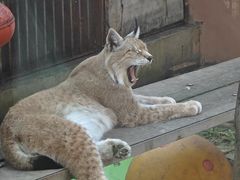 -青藏高原野生动物园