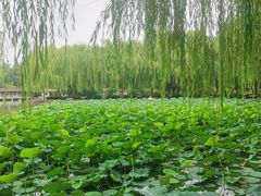 -团结湖公园