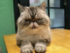 -猫色咖啡·猫咖