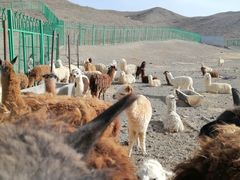 -新疆天山野生动物园