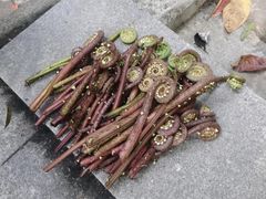 -火炉山森林公园