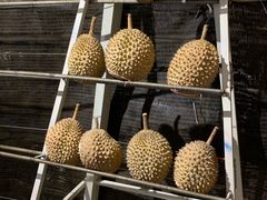 -都念榴莲·城市榴莲