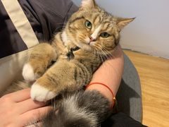 -啵啵喵·猫咖(攀华国际店)