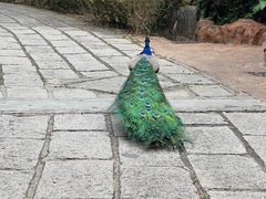 -深圳野生动物园