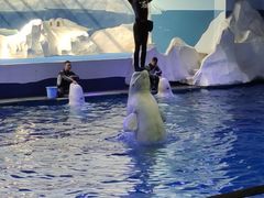 -秦皇岛乐岛海洋王国