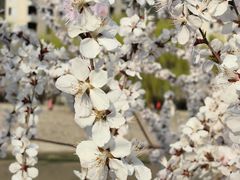 -桃花堤公园