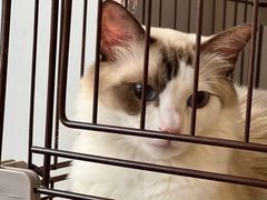 -熊小胖宠物生活馆(天华园店)