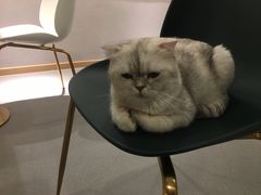 -飞行喵MR PILOT|猫舍·猫咖(静安大融城店)