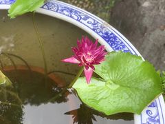 -西湖外事游船(花港观鱼码头)