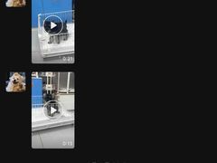 -翊宠yipet猫狗购宠庄园犬舍•猫舍