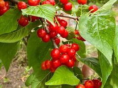 -樱桃山旅游景区