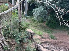 -野象谷景区