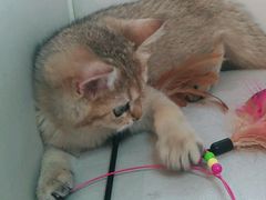 -lincat·猫舍(广州店)