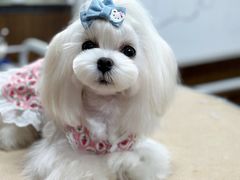 -鑫艺宠物美容培训学校