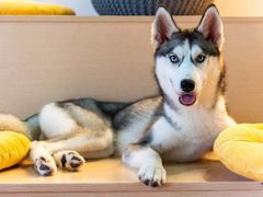 -Husky Go! 哈士奇体验馆·宠物咖啡厅狗咖