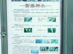 -嘉定紫藤园