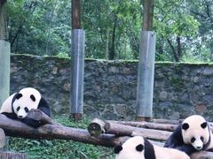 -都江堰中华大熊猫苑
