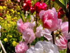 -南汇桃花村