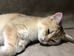 -猫和宫(六道口店)