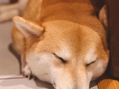 -柴务处·柴犬主题狗咖