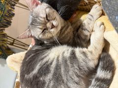 -平行世界·猫咖(首经贸店)