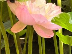 -洛阳市隋唐城遗址植物园