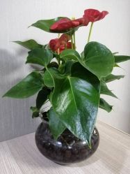 点击看大图 -Dr.林醫生产后修复·配方产康(南京江宁万达店)