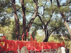 -大槐树寻根祭祖园