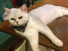 -猫色咖啡·猫咖